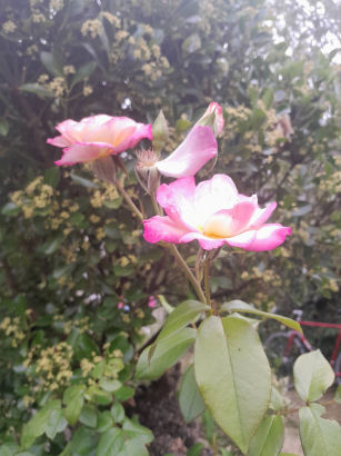 flowers